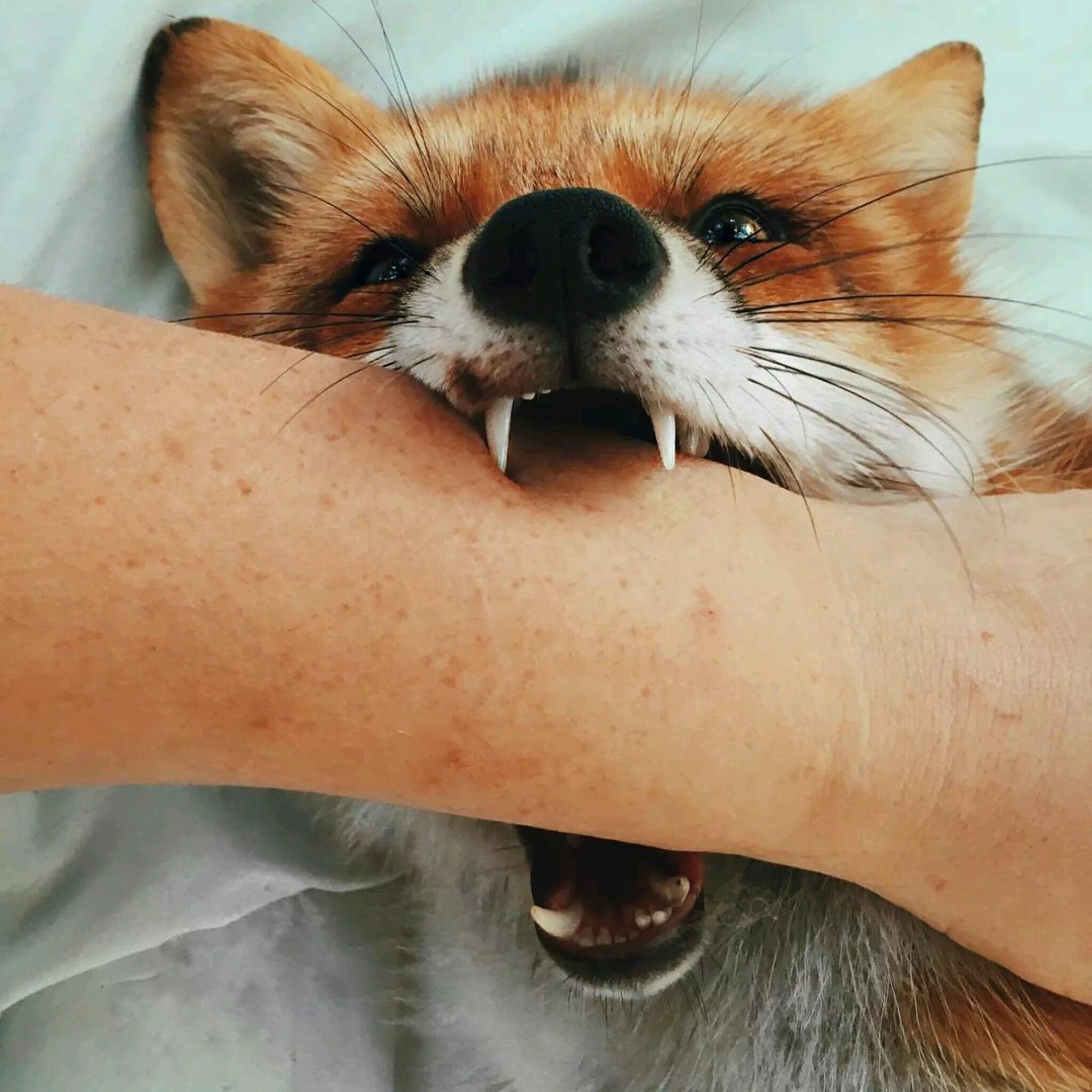 Fox aesthetic. Сонник укусила лиса. Сонник укусила лиса. Лиса кусается. Лиса укусила.
