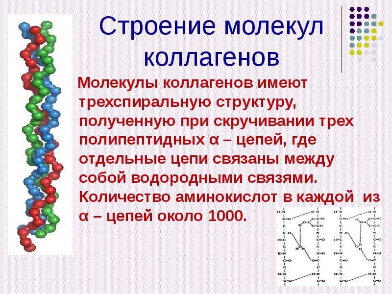 Коллаген состоит из аминокислот. Фрагмент полипептидной цепи коллагена. молекула белка коллагена. коллаген строение формула. коллаген структура белка.
