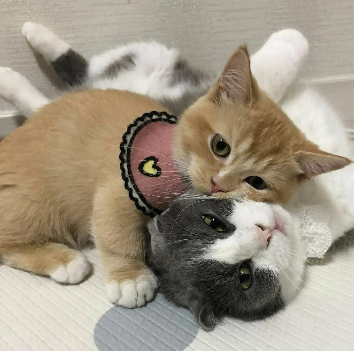 Котик с едой. Котенок в зеркале. Кот шипит. Кошка мурлычет. Котики любовь.