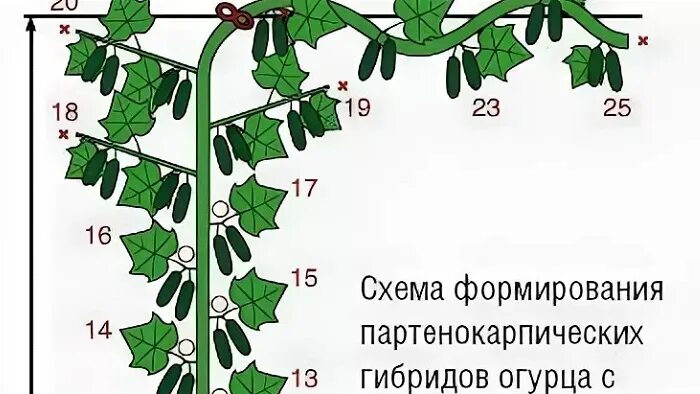 Огурцы в теплице сколько дней. Схема формирования огурцов партенокарпических огурцов. Формировка огурца в теплице схема. Формировка партенокарпических огурцов. Прищипывать огурцы схема.