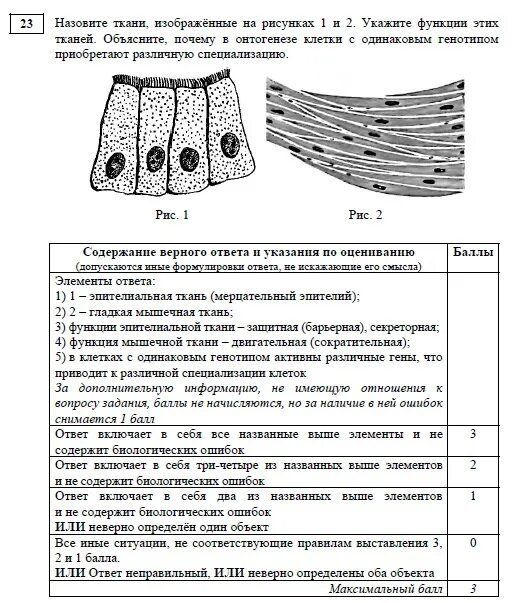 Какому типу ткани относится. Назовите изображенные на рисунке ткани. Какая ткань изображена на рисунке. Какая ткань изображена на рисунк. Ткани для ЕГЭ по биологии.