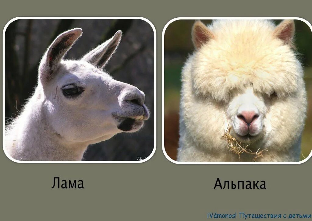 Каких животных можно сравнить