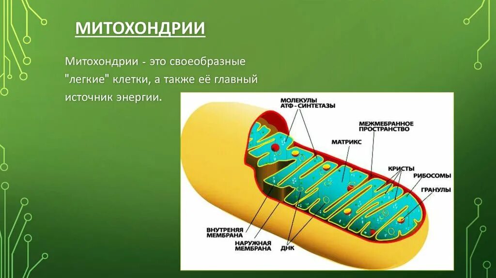 5 строение митохондрий. Строение митохондрии растительной клетки. Строение митохондрии клетки. Строма митохондрии. Митохондрии 5 класс биология.