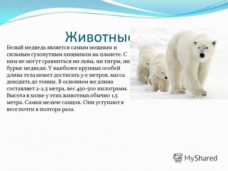 Медведь является животным. Медведь является животным. Медведь всеядное животное или хищник. Белый медведь обитание. Медведь всеядный.