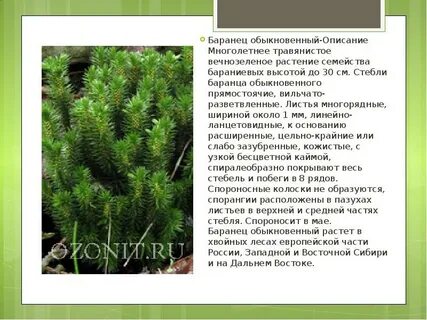 Хвойное вечнозеленое растение занесенное в красную книгу