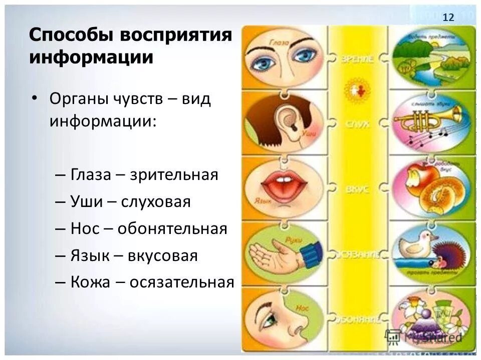 Как называют который воспринимает. Органы восприятия информации. Восприятие информации органами чувств. Способы восприятия информации. Способы восприятия человека.