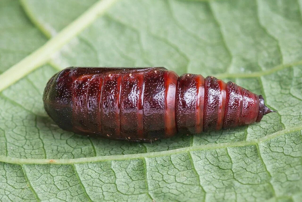 Красная личинка. Куколка майского жука. Жук личинка Pupa. Окукливание личинки майского жука. Куколки майских Жуков.