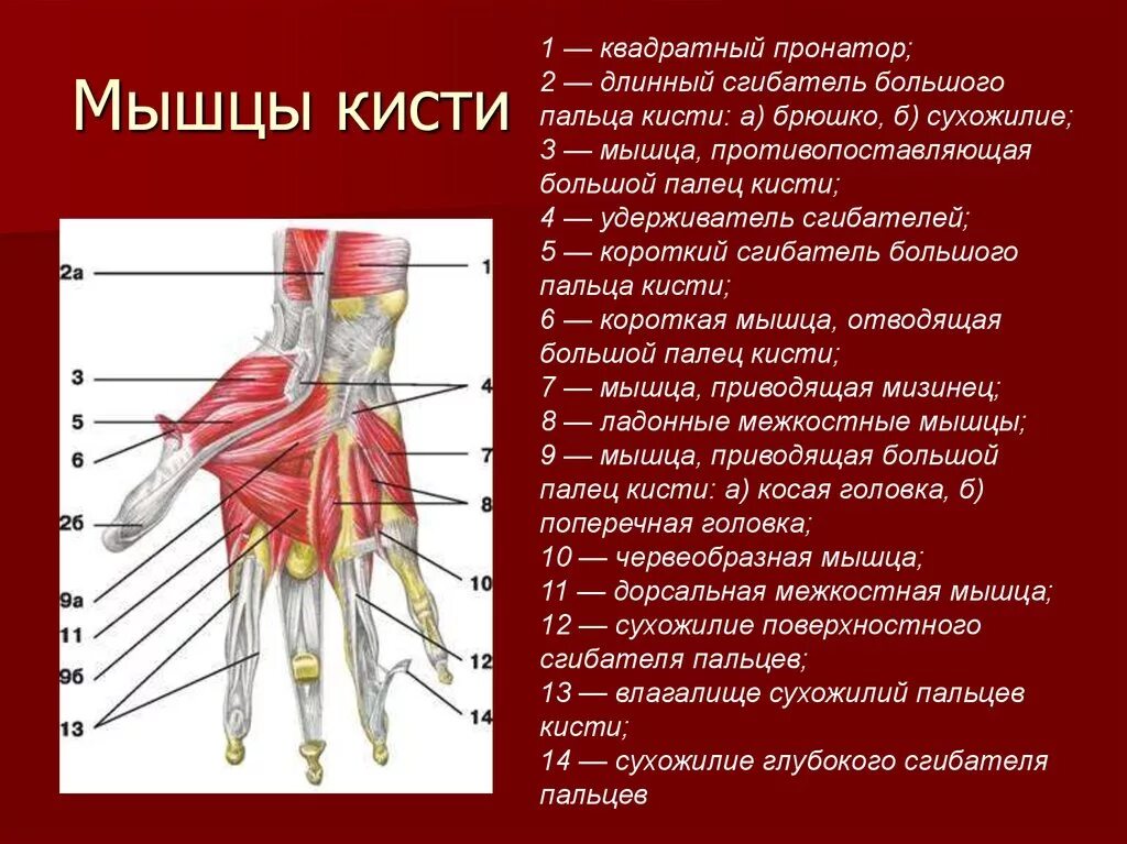 Мышцы кисти руки человека анатомия. Мышцы кисти вид спереди. Медиальная группа мышц кисти. Сухожилия сгибателей пальцев кисти анатомия.