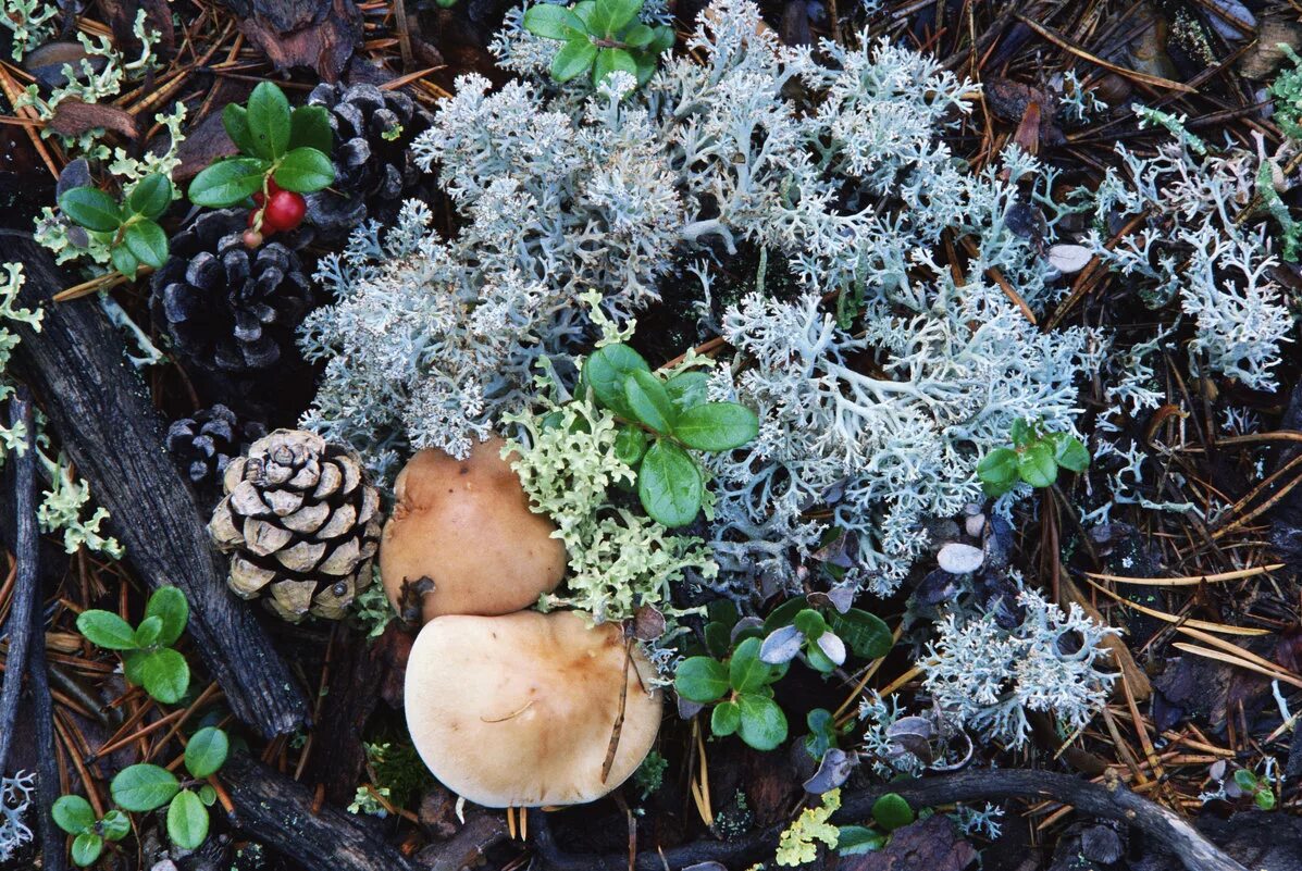 Мхи и лишайники в тайге. Растительный мир ХМАО Югры грибы. Ягель и грибы. Ягель тундра грибы. Ягель грибы лес.