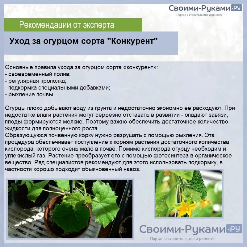 Как ухаживать огурцов