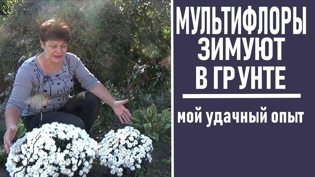 Как укрыть хризантемы на зиму. Как укрыть хризантему на зиму в открытом грунте мультифлору. сохранить хризантему мультифлору зимой. хризантема как зимует в подмосковье. хризантема д13 на зиму требует укрытия.