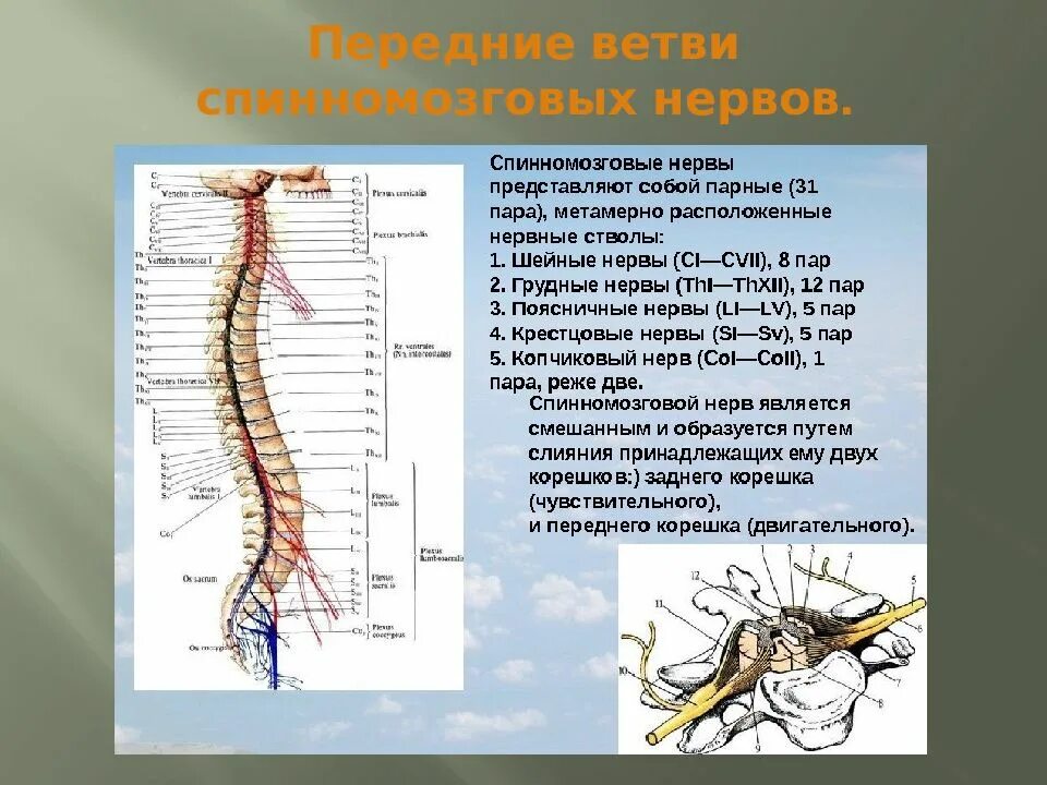 Анатомия корешки спинномозговых нервов. Спинальная организация двигательной функции. Схема строения спинномозгового нерва. Формирование спинномозгового нерва. Сплетения спинномозговых нервов схема.
