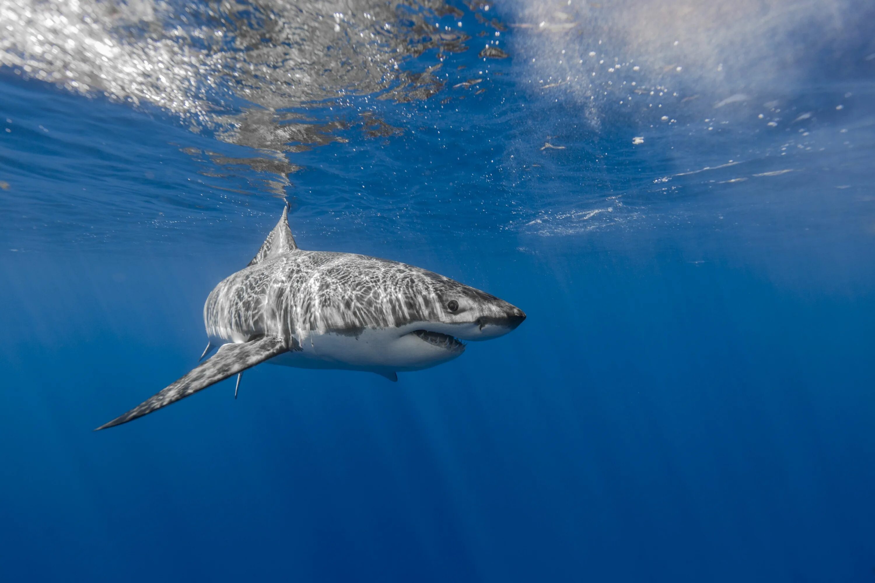 Ocean shark. Короткошипая акула. Берингово море акулы. Подводные животные. Акула Океанская.