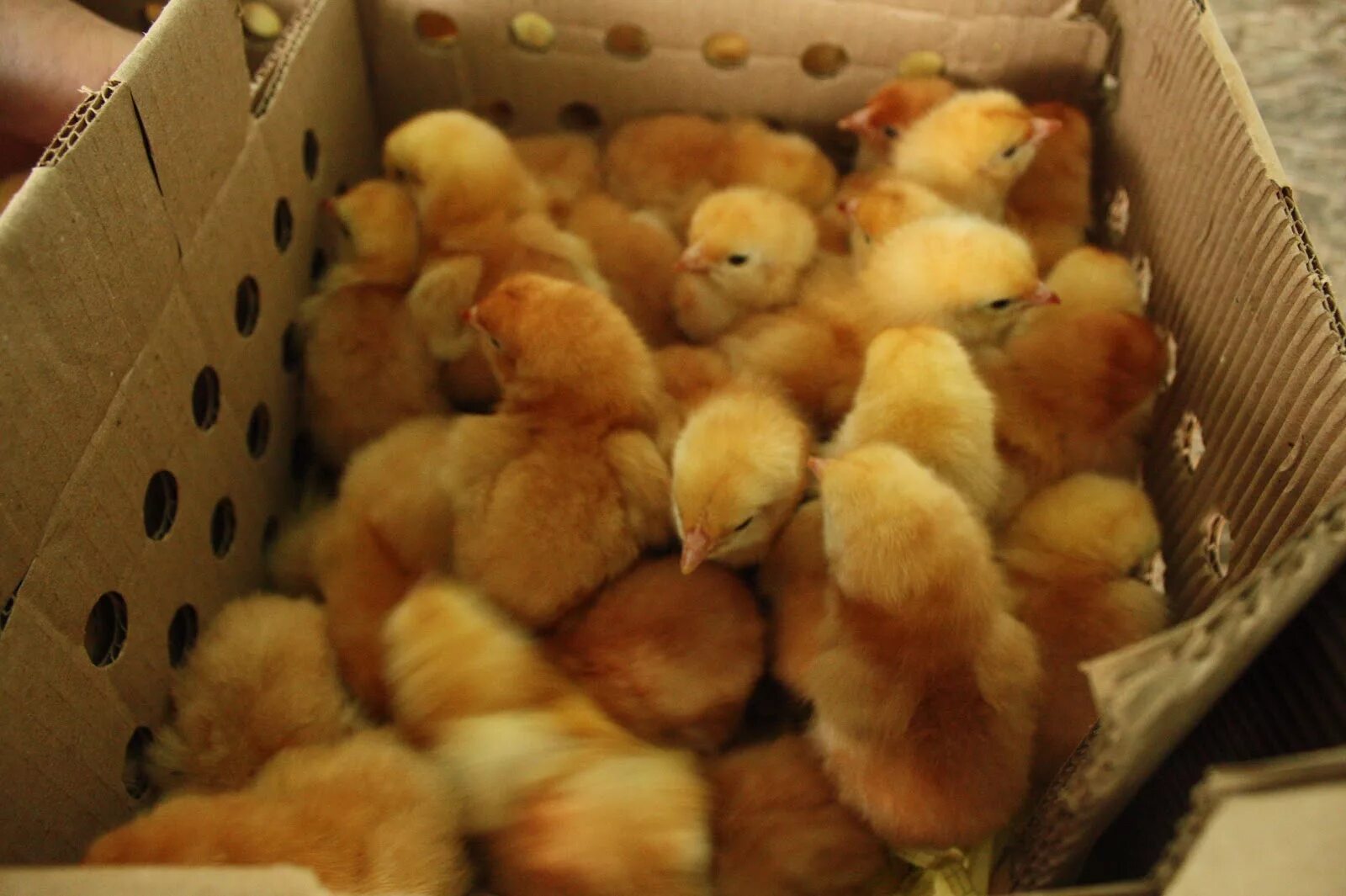 Цыплята купить в тульская. Редбро Сассо. Сассо кабир цыплята. Цыплята цветной бройлер. Цветные цыплята.