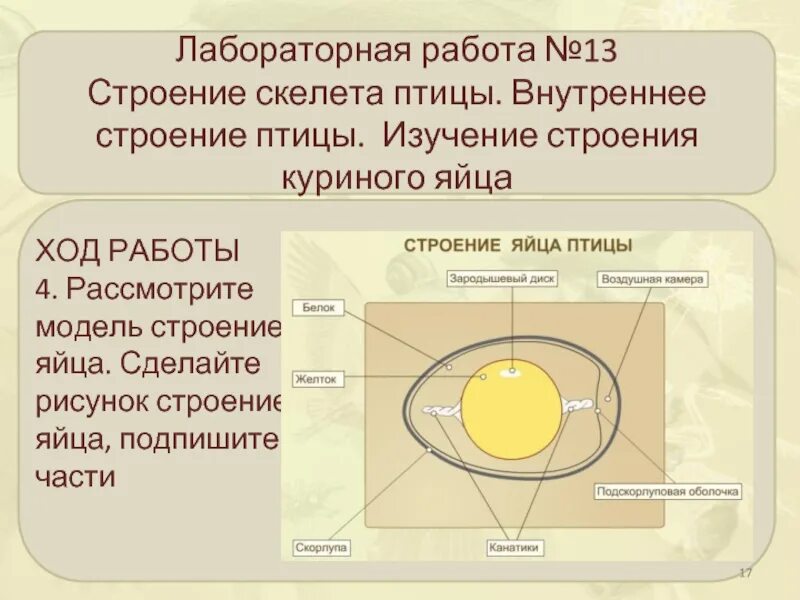 Лабораторная работа изучение строения скелета птицы. Строение куриного яйца. строение яйца птицы. структура куриного яйца. строение яйца курицы.