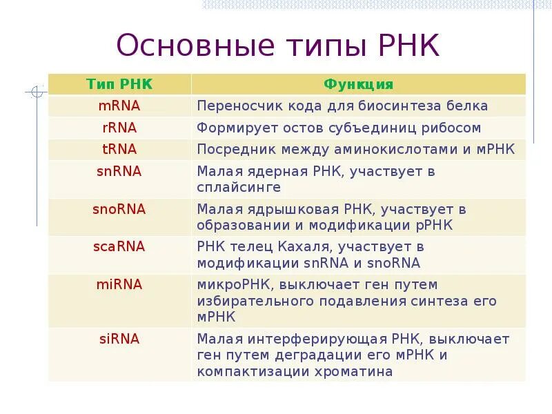 Функции ИРНК ТРНК РРНК. Основные типы РНК эукариот таблица. ТРНК ИРНК РРНК таблица. М РНК функция.