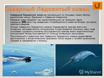 Описание ледовитых океанов