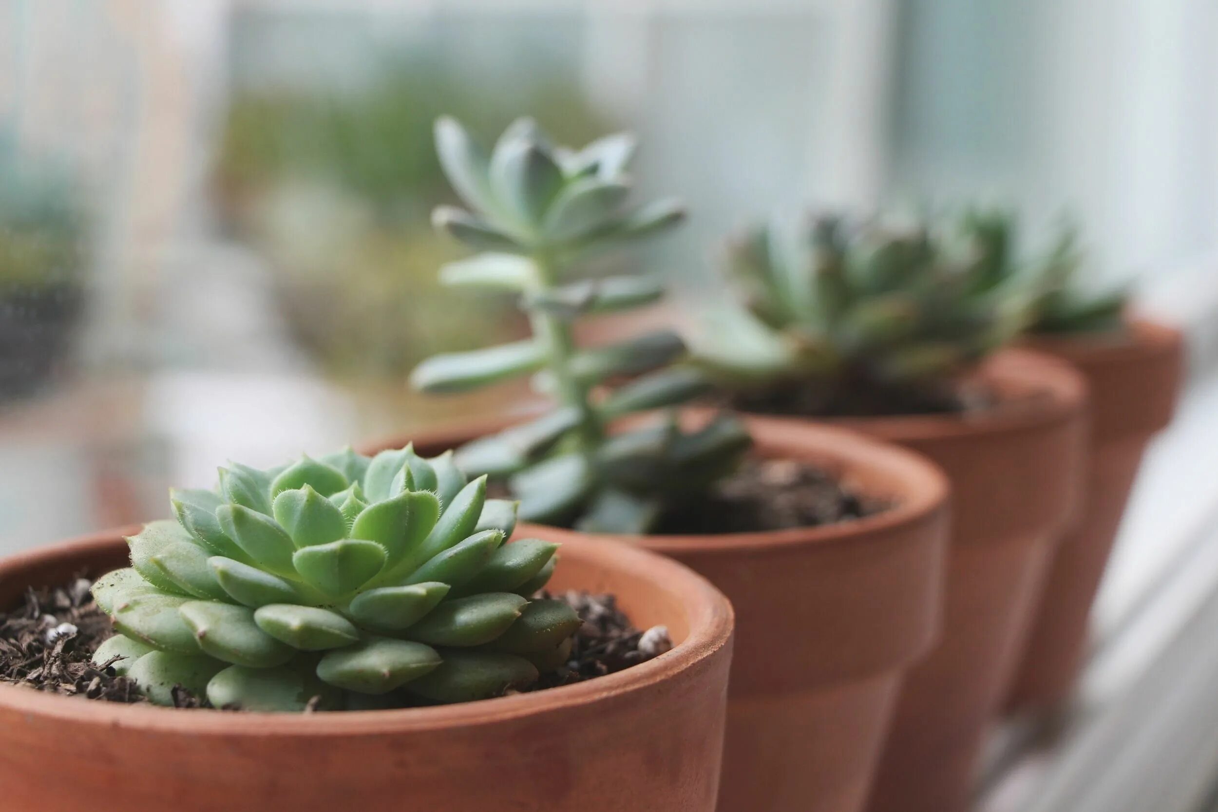 Guide pour connaître les essentiels sur les plantes succulentes Plante succulent
