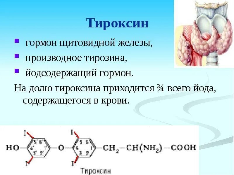 Гормон тироксин выделяет железа. Тироксин гормон щитовидной железы. тироксин йодсодержащий гормон. йодсодержащие гормоны щитовидной железы функции. гормоны щитовидной железы тироксин и трийодтиронин.