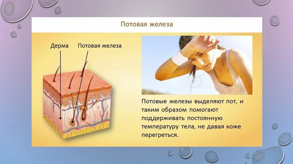 Кожа человека. Строение кожи. Потовые железы в коже человека. Выделительная функция кожи.