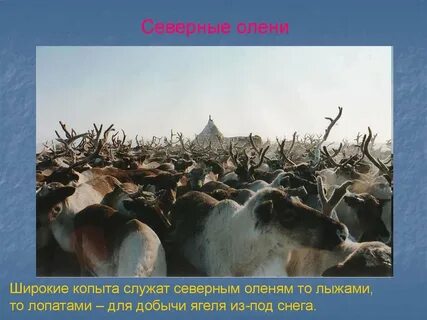 Какой тип животноводства наиболее развит в тундре