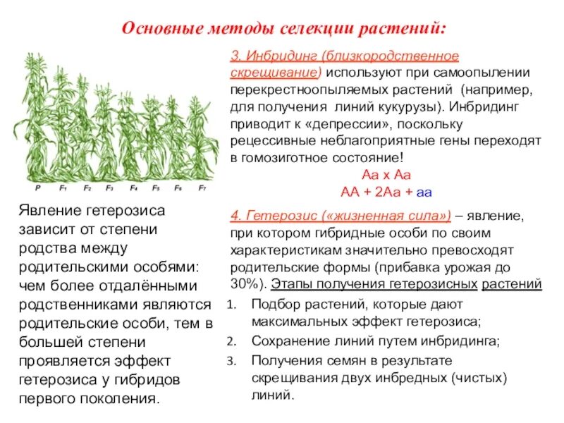 Скрещивание особей в селекции. Гетерозис кукурузы аутбридинг. методы селекции инбридинг гетерозис. методы и подходы в селекции. инбридинг в селекции растений.