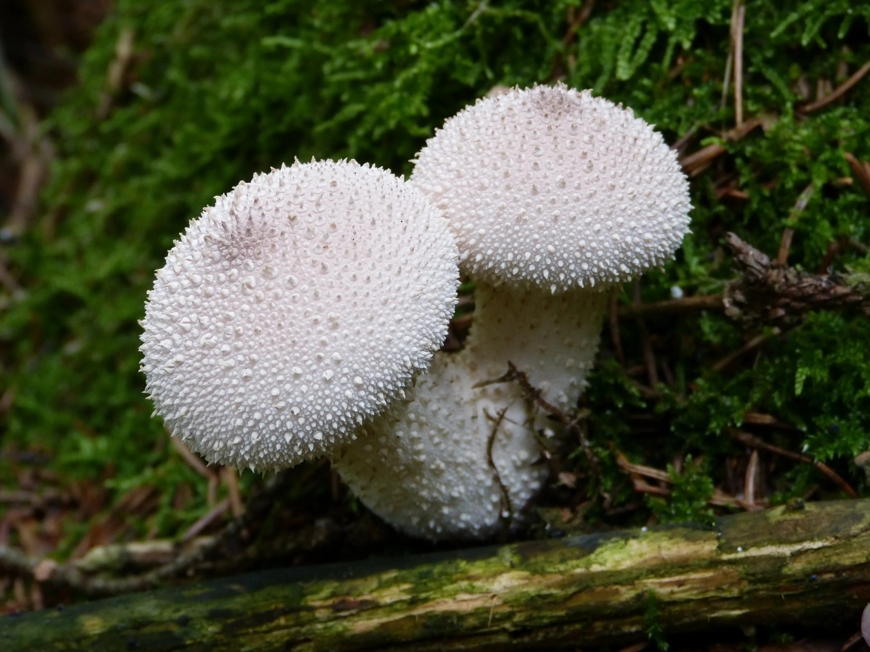 Lycoperdon echinatum. Lycoperdon echinatum. Гриб lycoperdon perlatum. Дождевик ежевидный гриб. Дождевик колючий гриб.