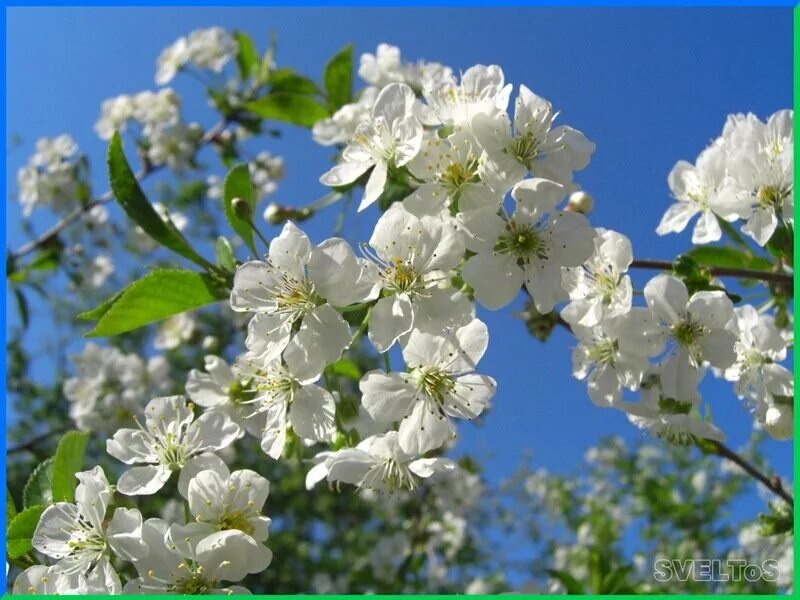 Песня расцвели как будто в мае. Песня расцвели как будто в мае. Песня расцвели как будто в мае. Залкин ветка сирени. Я тебе конечно верю королева.