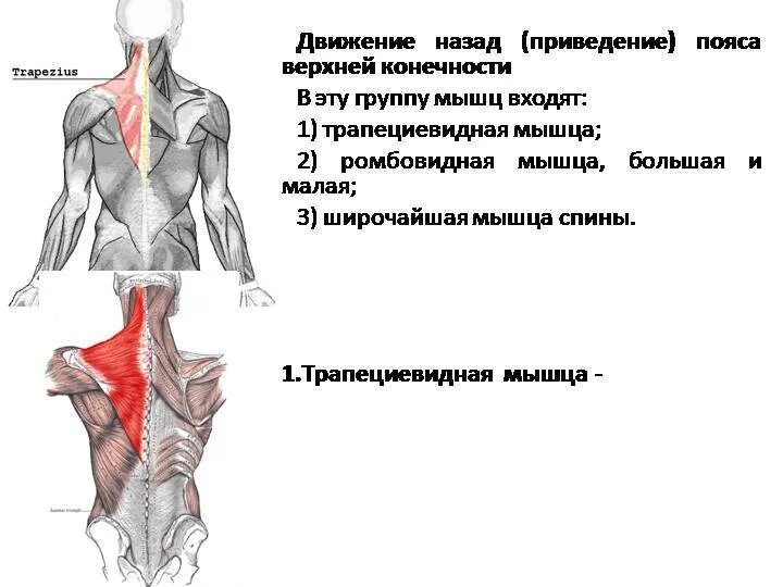Мышцы спины движения. Трапециевидная мышца спины функции. большая и малая ромбовидные мышцы спины. мышцы производящие движение пояса верхней конечности назад. функции трапециевидной мышцы таблица.