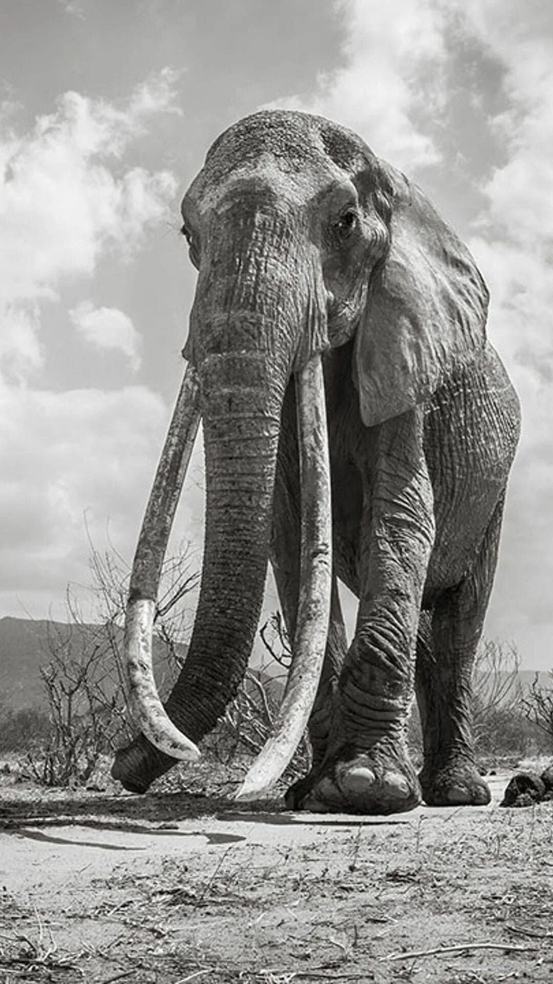 Cow elephant. Кенийский слон.