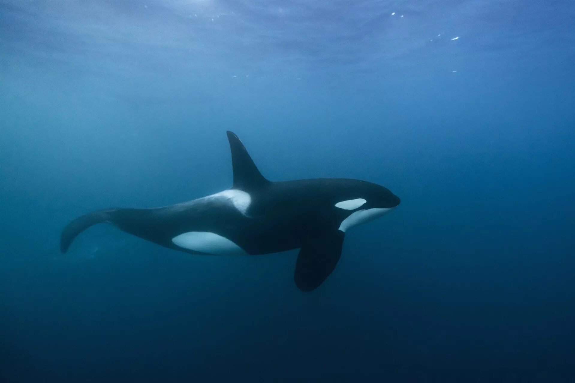 Дикая касатка. Orcinus Orca коса́тка Orca Killer Whale. Кит-Касатка. Orca Killer Whale Orcinus Orca косатка. Касатка и Дельфин.