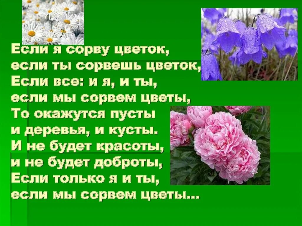 Рука держит цветок. Если я сорву цветок если ты сорвешь. Если ты сорвешь цветок. Если я сорву цветок если ты сорвешь цветок. Первоцветы презентация для дошкольников.