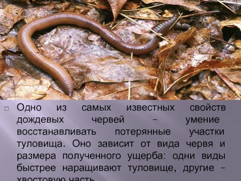 Дождевой червь 5 класс биология. Доклад о дождевых червях. Сообщение про дождевого червяка.