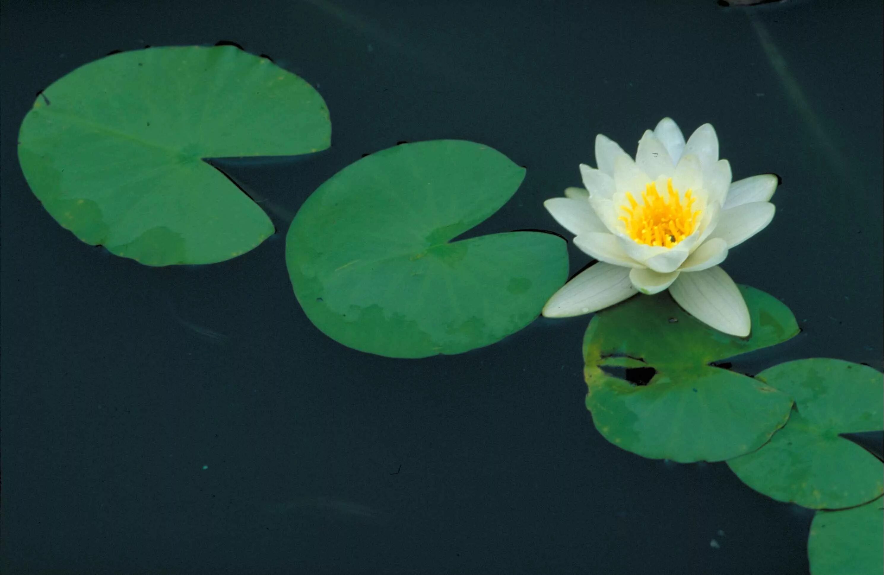 Nymphaea odorata. Листья кувшинки лотоса водяной лилии. Нимфея Ellisiana. Лист водяной лилии