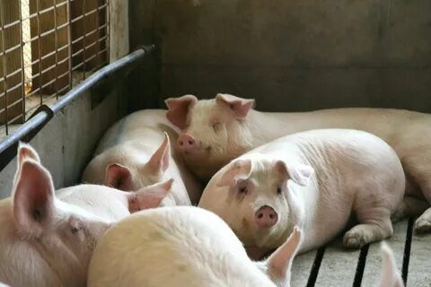Свиноводство продукция