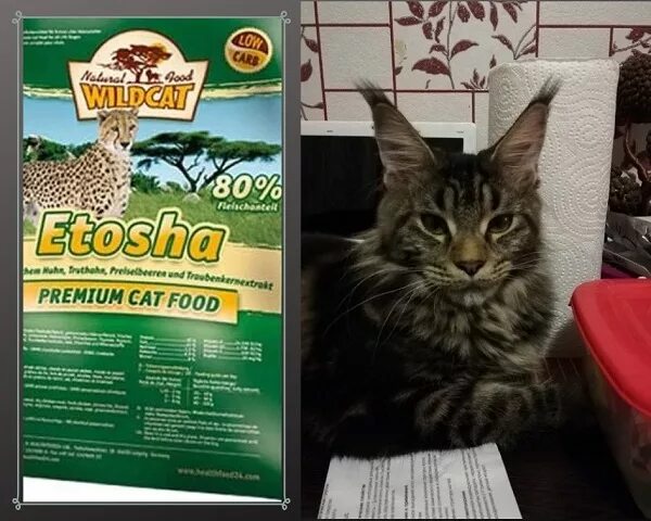 Норма кормления мейн кунов таблица. Норма корма для мейн куна. Норма корма для мейн куна. Норма сухого корма для мейн куна. Вес кошек по возрасту.