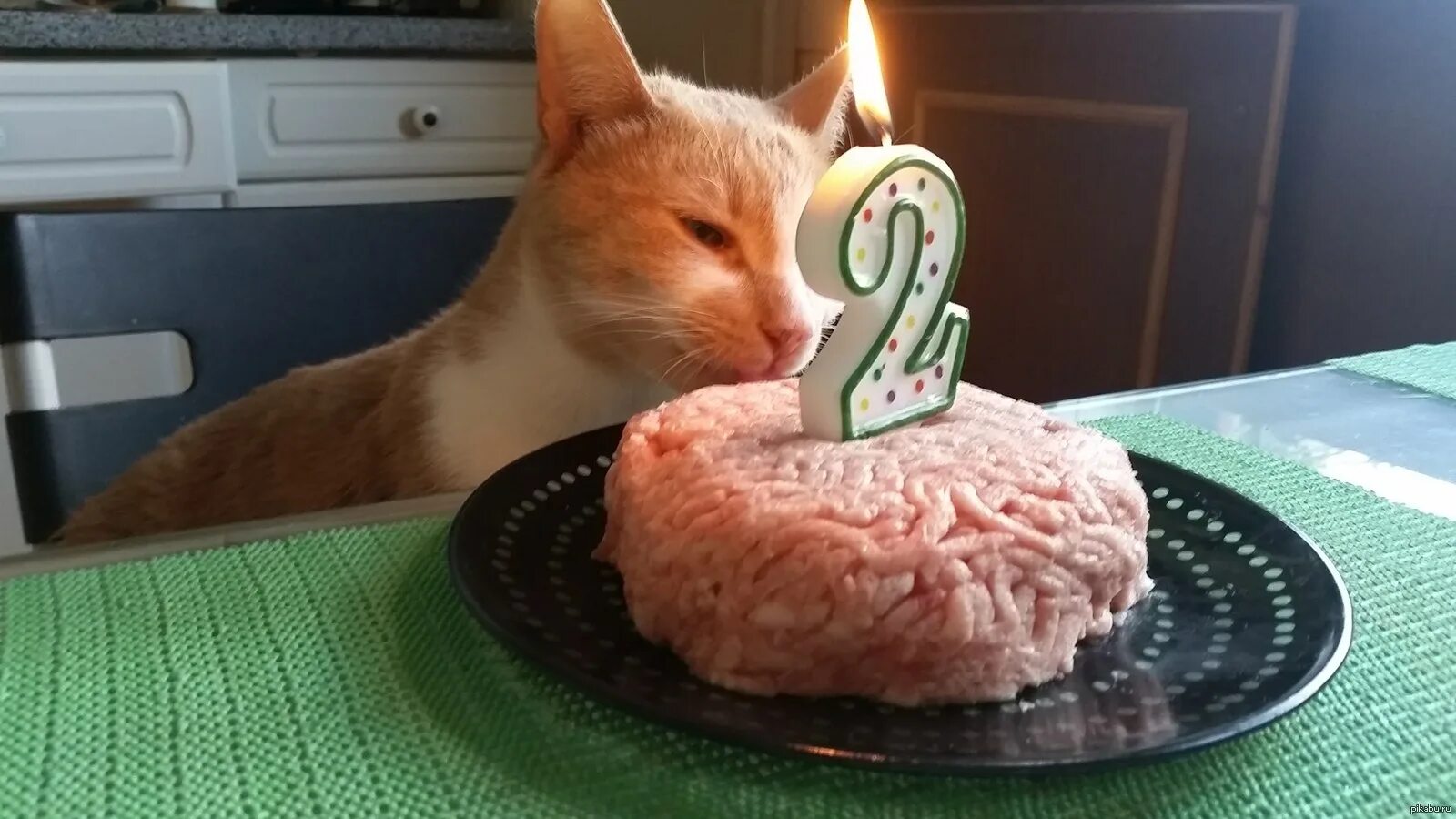 Можно котам фарш