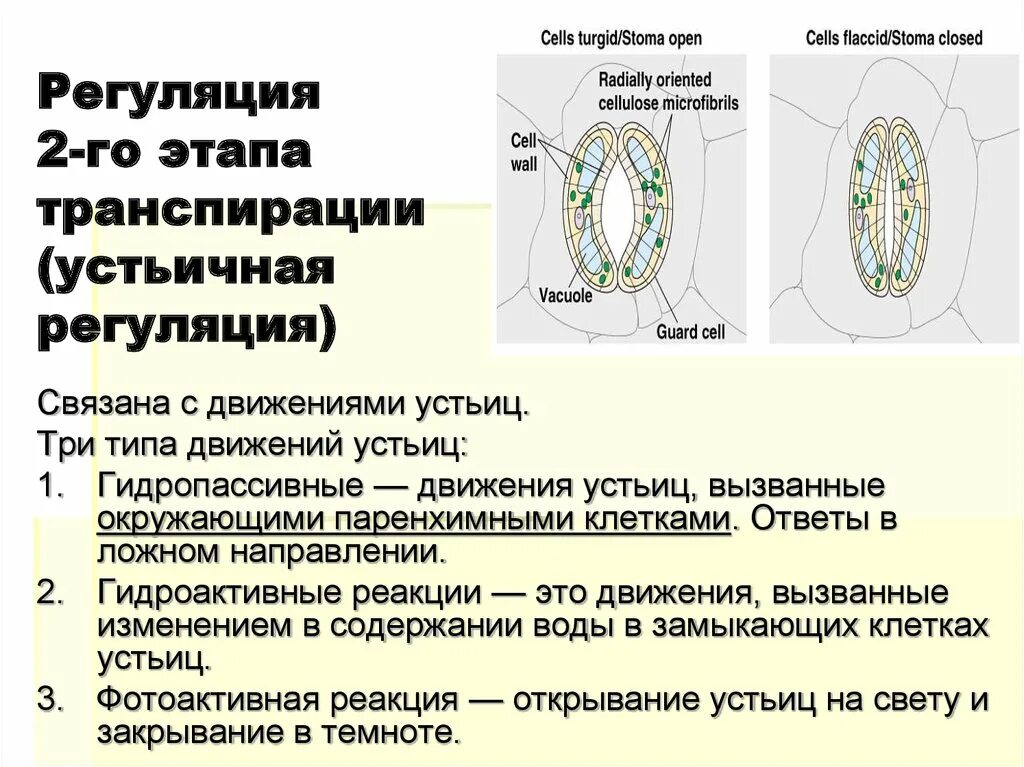 Устьица транспирация. Типы движения устьиц. Механизм движения устьиц. Регуляция устьичной транспирации. Механизм устьичной транспирации.