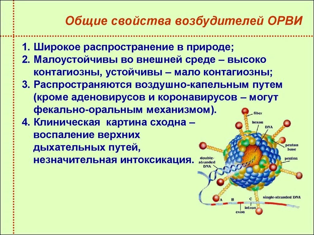 Возбудитель гриппа орви. Возбудитель гриппа парагриппа. Респираторные вирусные инфекции. Коронавирус вирус возбудитель. Парагрипп строение.