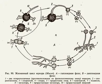 Спора какой жизненный цикл