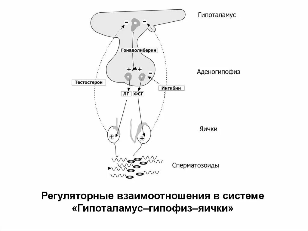 Репродуктивные органы мужчины. Гипоталамо-гипофизарно тестикулярная система.. Гипоталамус гипофиз семенники. Гипоталамус гипофиз яички. Строение мужской репродуктивной системы.