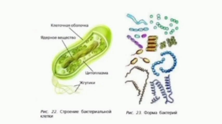 Строение бактерий форма бактерий. Строение бактерии 5 класс биология. Многообразие бактерий 5 класс биология. Биология 5 класс Пасечник бактерии. Урок бактерии 7 класс биология