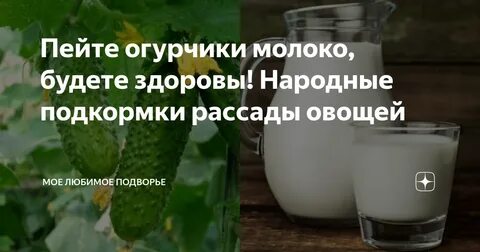 Подкормка рассады молоком