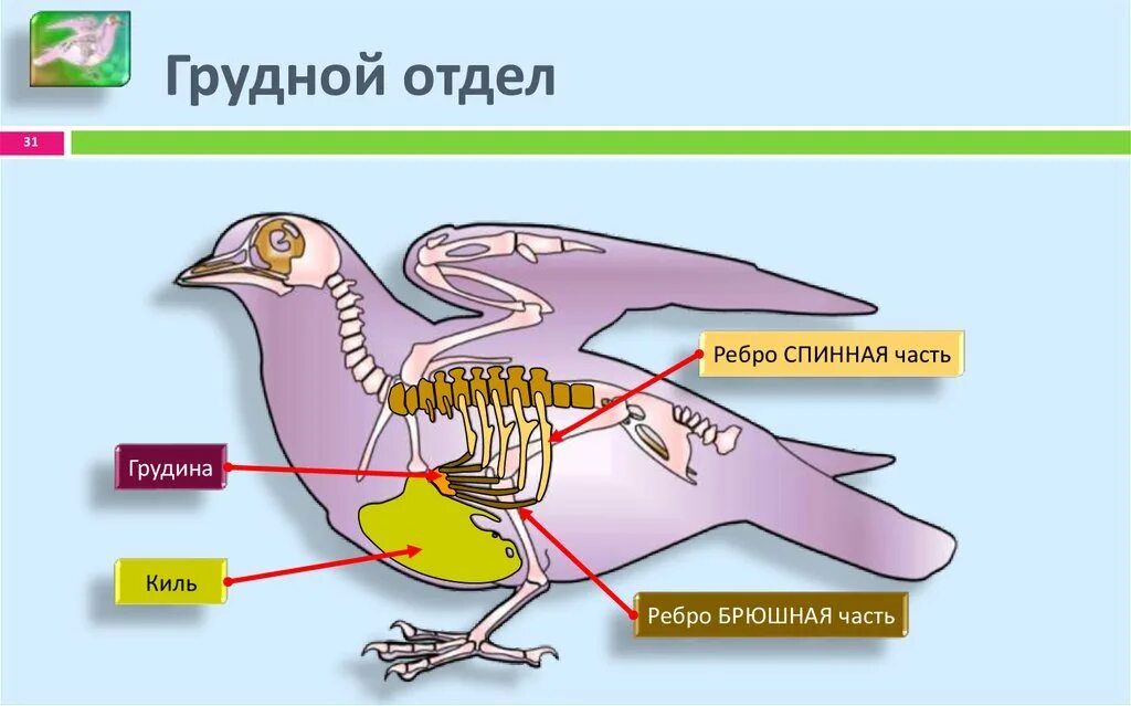 Киль у птиц. Киль грудной кости у птицы. Киль кость у птиц. У птиц есть киль на грудине. Вырост грудины киль