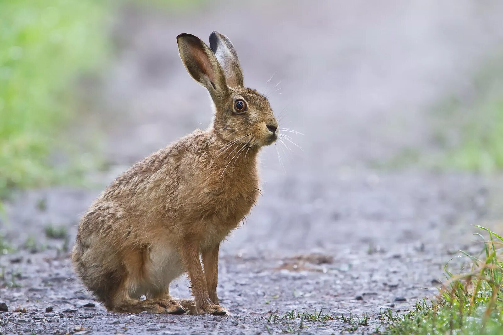 Hare&#039;s