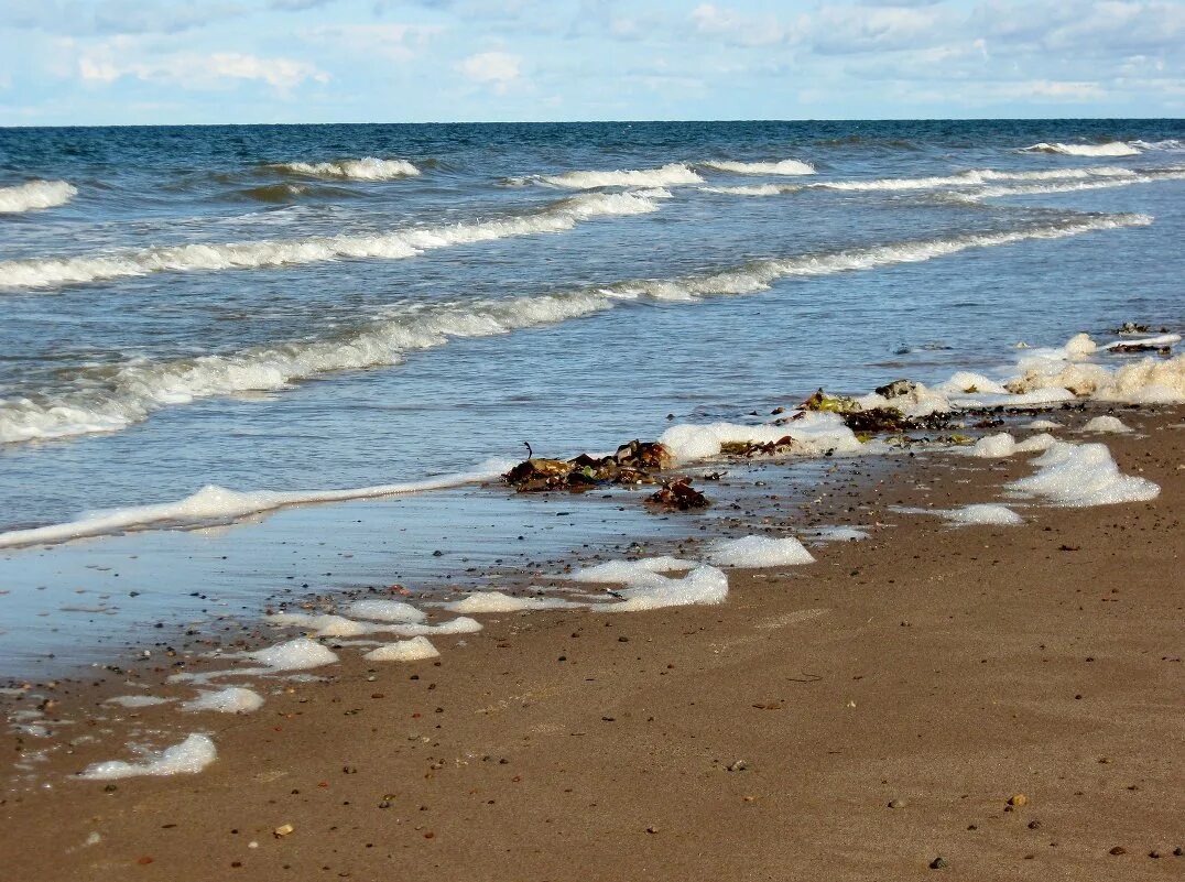 Белое море в ноябре. Терский берег белого моря. Ухтинская губа белое море. Водоросли белого моря. Архангельск природа белое море.
