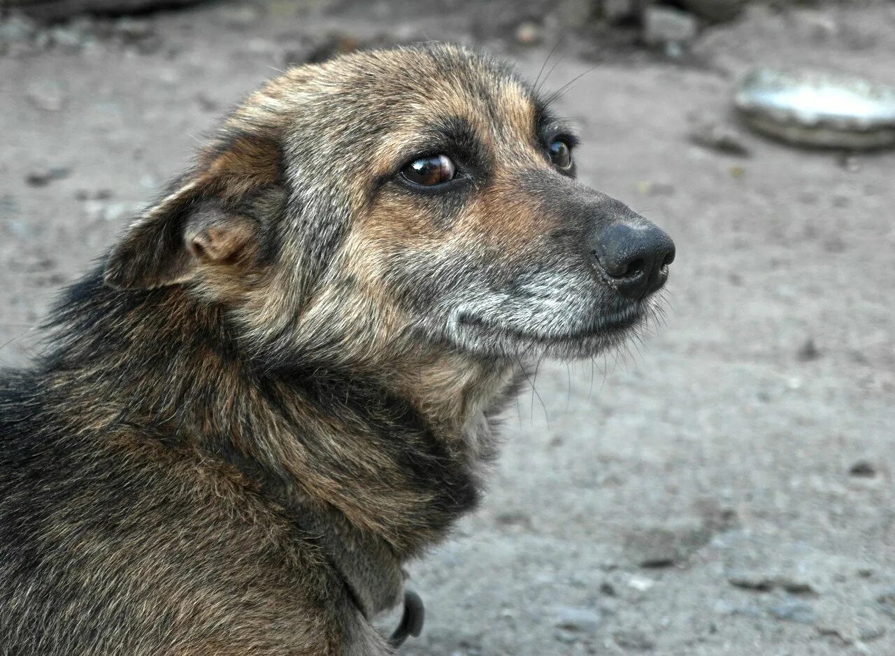 Слышен лай во дворе собачий