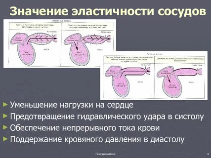 Эластичность сосудов