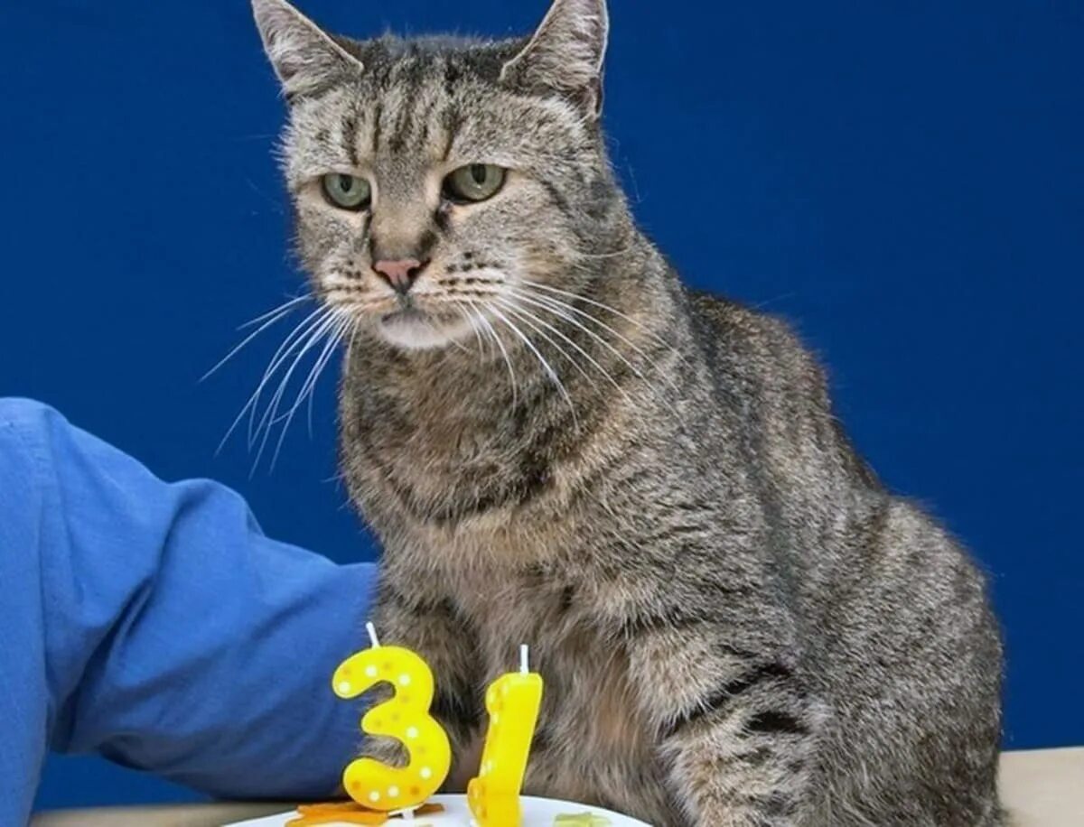 Книга рекордов котов. Кошка долгожитель. Самый долгожитель кот в мире. Самая Старая кошка. Породы самых долгоживущих котов.