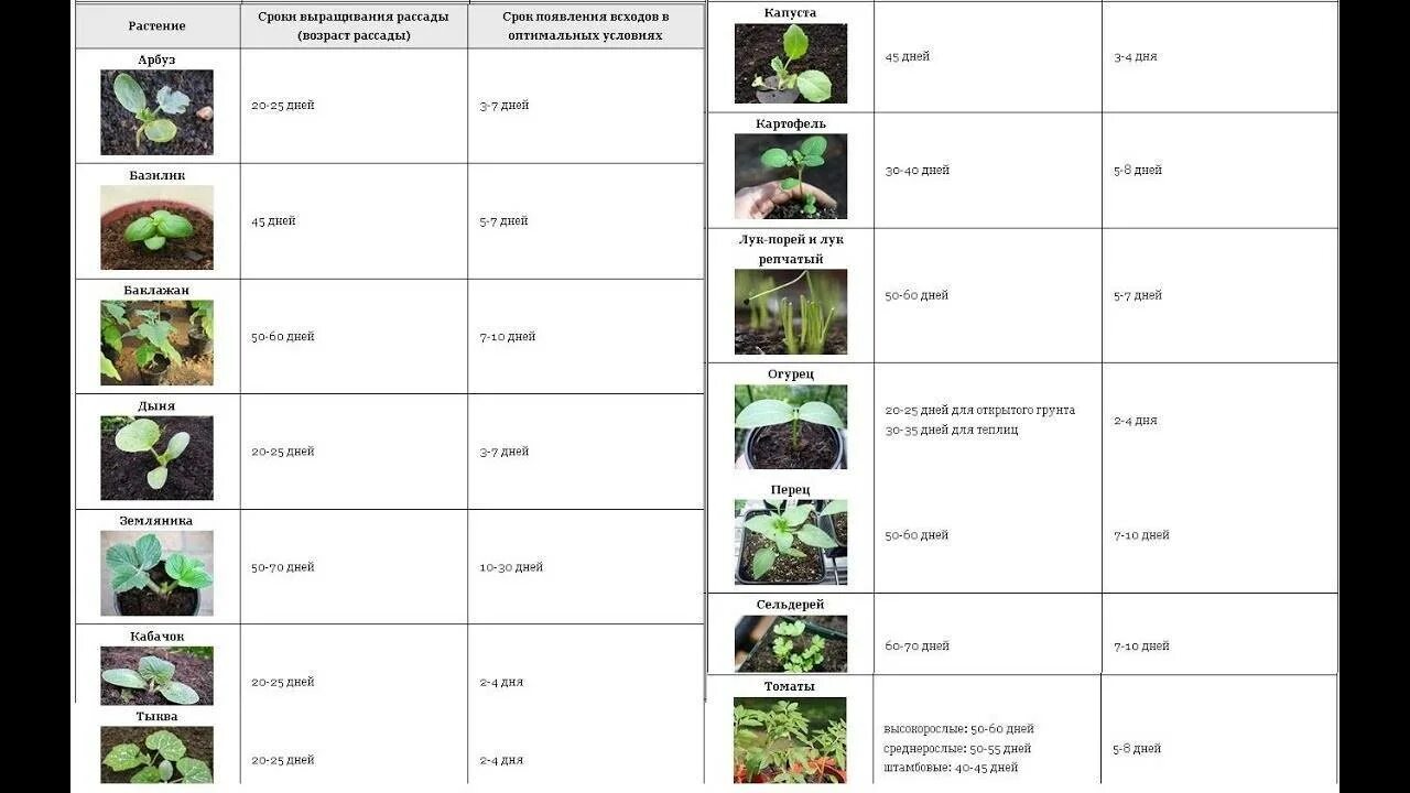 Температура посадки огурцов. Оптимальные режимы выращивания рассады цветов. Таблица досвечивания рассады. Температура при выращивании рассады. Температура выращивания рассады томатов.